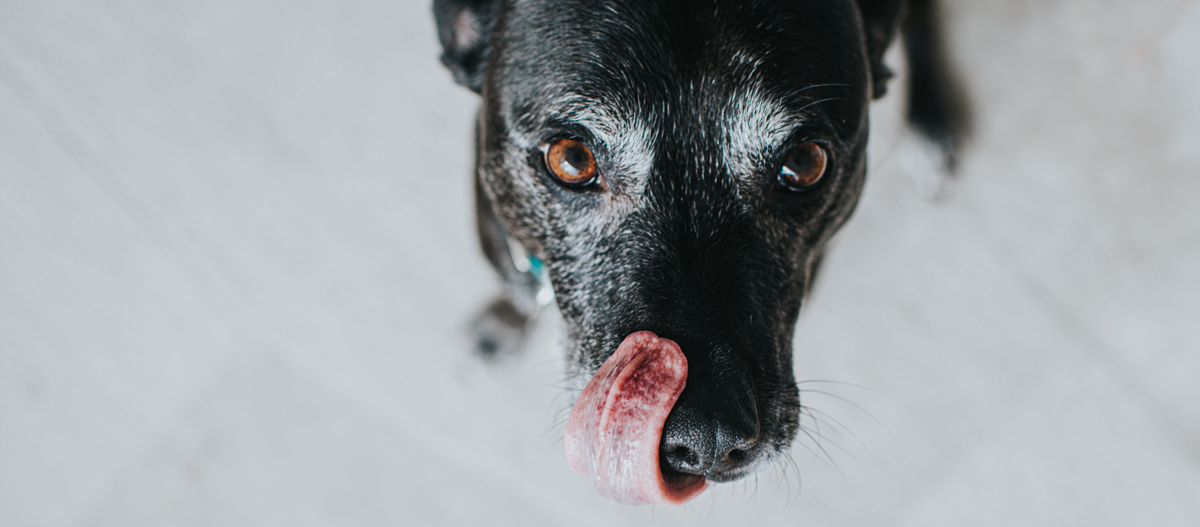 Labrador sitzt auf dem Boden Nahaufnahme eines schwarzen Hundes mit grauem Fell, der seine Nase mit der Zunge leckt und direkt in die Kamera schaut