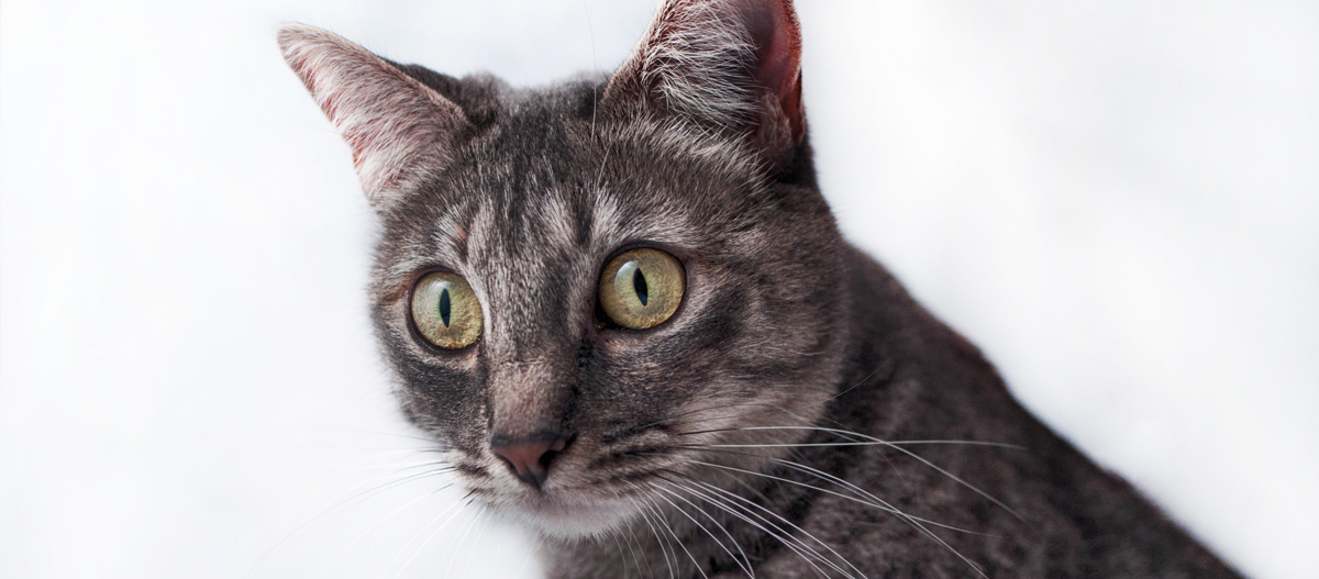 Porträt einer Javanese