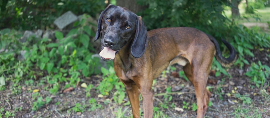 Bayerischer Gebirgsschweißhund steht im Wald Neugieriger brauner und schwarzer Hund mit langen Ohren, der im Garten steht