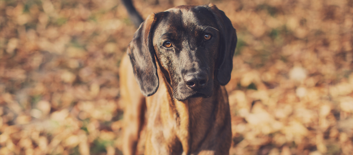 Bayerischer Gebirgsschweißhund blickt auf Bayerischer Gebirgsschweißhund blickt auf