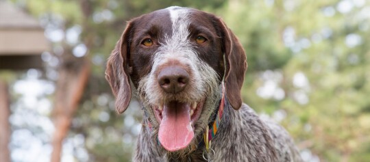 Nahaufnahme eines glücklichen braun-weiß gesprenkelten Hundes mit buntem Halsband im Freien vor grünem Hintergrund