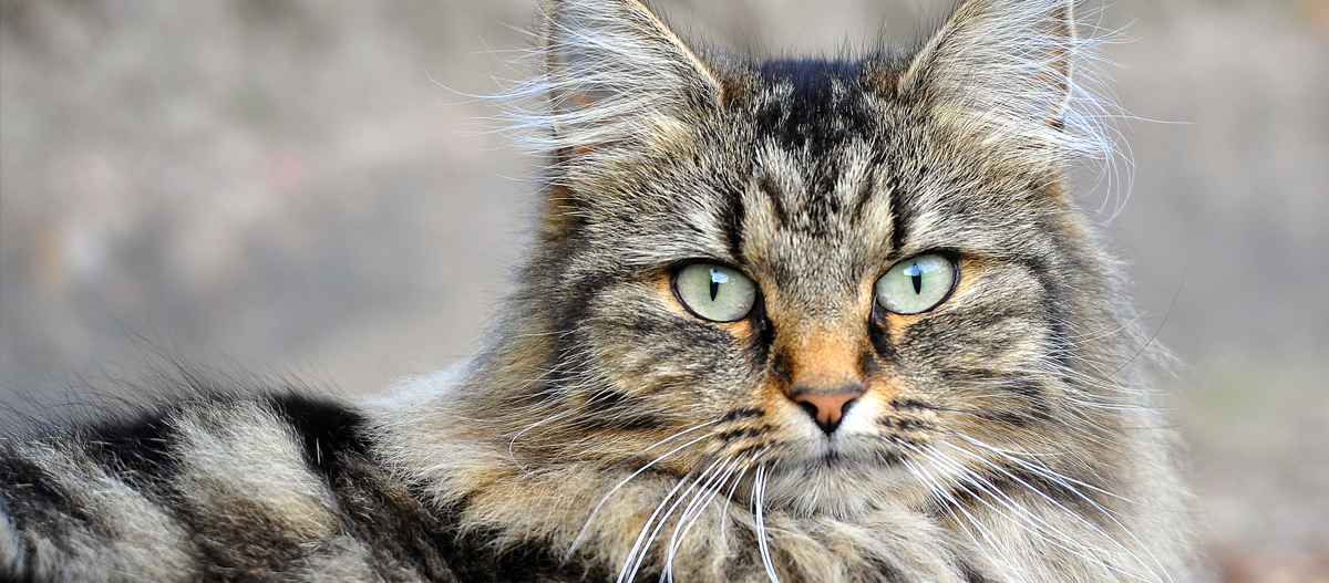 Nahaufnahme einer langhaarigen getigerten Katze mit grünen Augen und gestreiftem Fell
