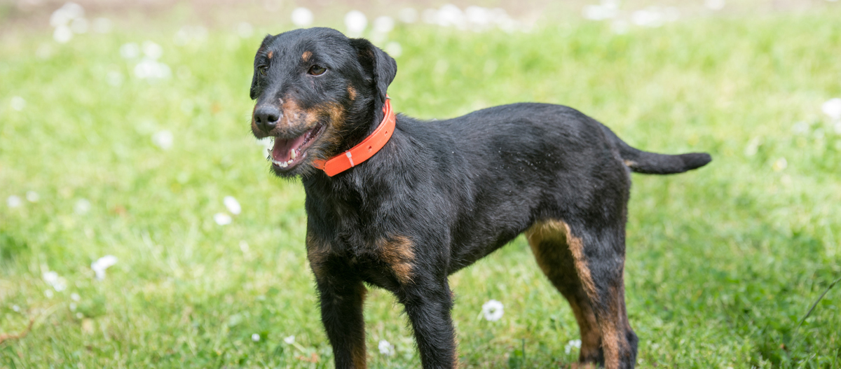 Schwarzer und brauner Hund mit orangefarbenem Halsband steht auf grünem Gras mit kleinen weißen Blumen