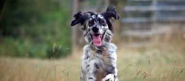 Glücklicher schwarz-weißer gefleckter Hund rennt im Freien mit heraushängender Zunge und flatternden Ohren