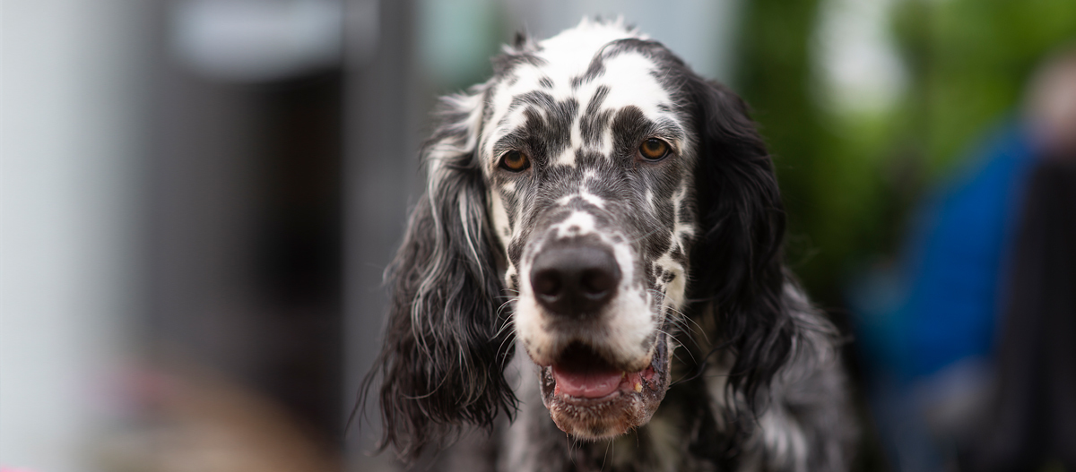 Nahaufnahme eines English Setter Hundes mit schwarz-weiß gesprenkeltem Fell und langen, welligen Ohren