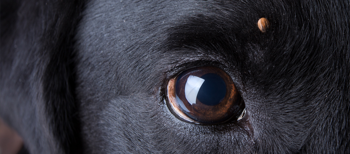 Hund mit Zecke über dem Auge