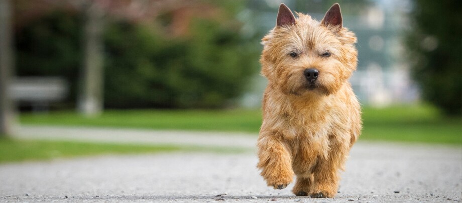 Norwich Terrier spaziert im Park Kleiner rotbrauner Hund mit flauschigem Fell läuft auf einem gepflasterten Weg in einem Park