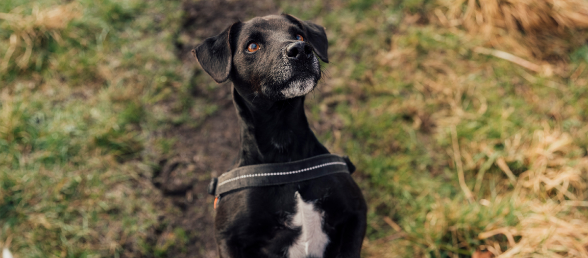 Patterdale Terrier blickt auf Schwarzer Hund mit weißer Brust und reflektierendem Geschirr, der aufmerksam nach oben auf einem grasigen Weg schaut