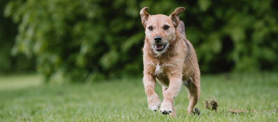 Patterdale Terrier läuft über eine Wiese Kleiner brauner Hund mit drahtigem Fell läuft glücklich auf grünem Gras vor unscharfem Hintergrund aus Büschen