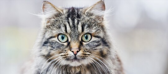 Nahaufnahme eines flauschigen getigerten Katers mit grünen Augen und rosa Nase vor unscharfem Hintergrund
