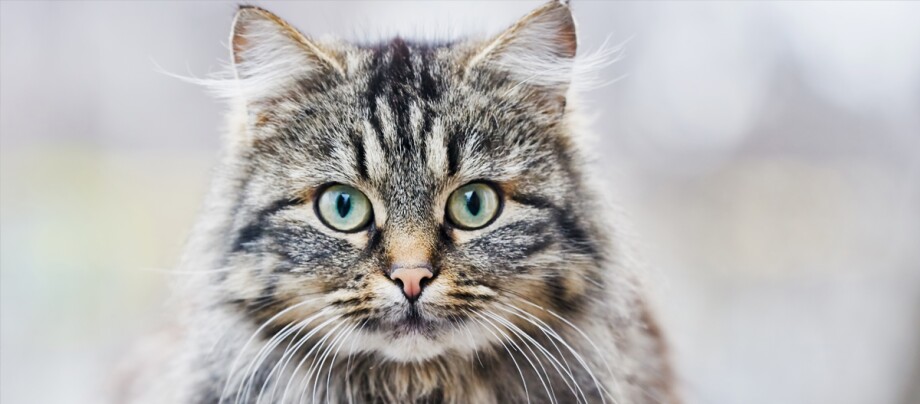 Nahaufnahme eines flauschigen getigerten Katers mit grünen Augen und rosa Nase vor unscharfem Hintergrund