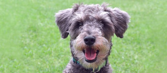 Glücklicher grauer Hund mit lockigem Fell sitzt auf grünem Gras und schaut in die Kamera
