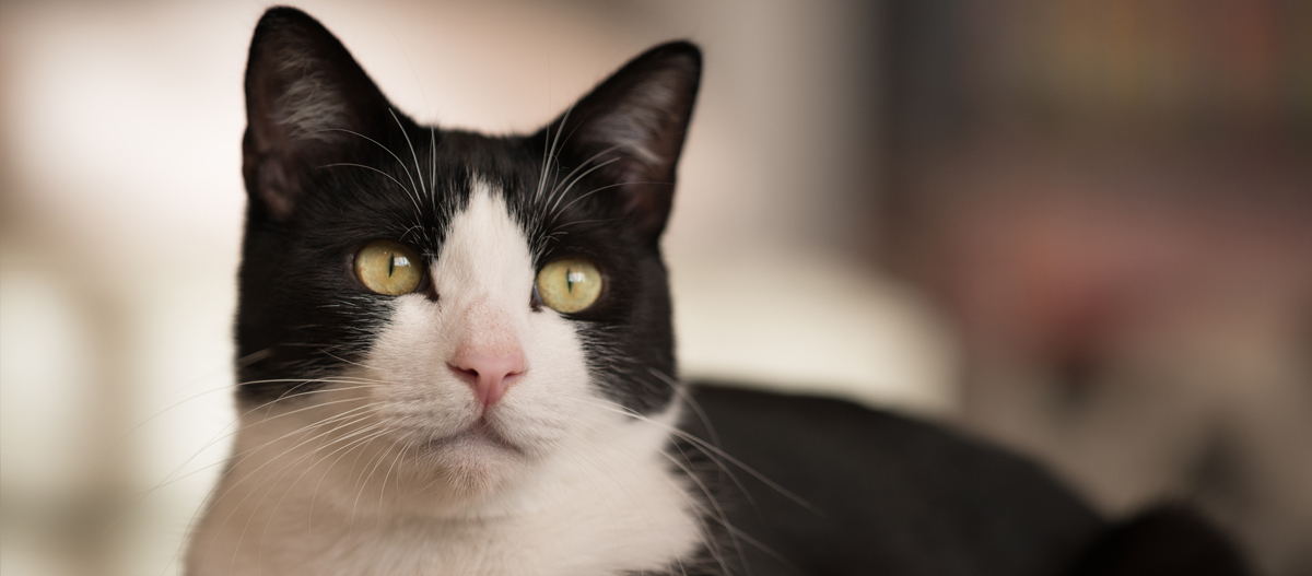 Nahaufnahme einer schwarz-weißen Katze mit gelben Augen und rosa Nase vor unscharfem Hintergrund