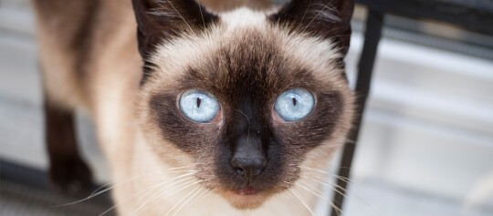 Nahaufnahme einer Siamkatze mit leuchtend blauen Augen und dunklem Gesichtsfell