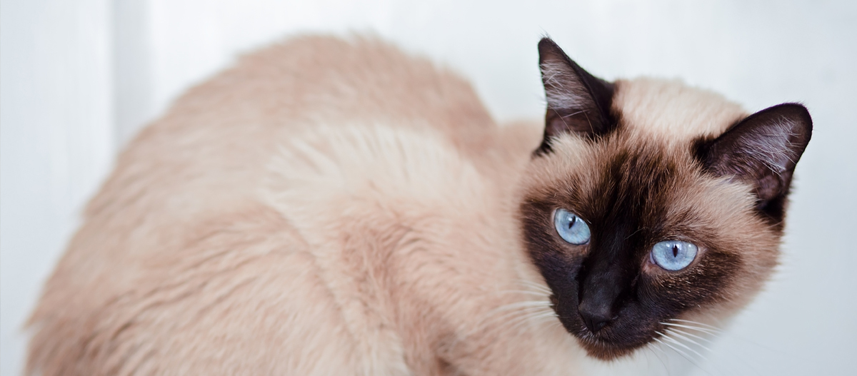 Thaikatze macht einen leichten Buckel Thaikatze macht einen leichten Buckel