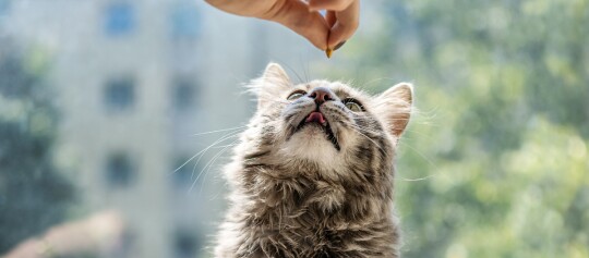 Flauschige graue Tabby-Katze schaut erwartungsvoll auf eine Hand, die ihr ein Leckerli gibt, vor unscharfem Hintergrund mit Grün und Gebäude.