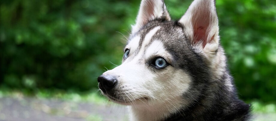 Portraitaufnahme eines Alaskan Klee Kai Nahaufnahme eines Siberian-Husky-Welpen mit blauen Augen vor grünem Hintergrund