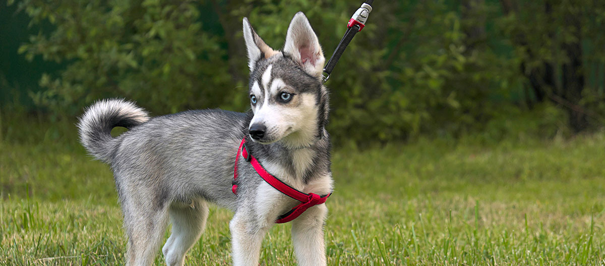 Ein junger Alaskan Klee Kai an der Leine steht auf einer Wiese Junger Siberian Husky Welpe mit blauäugigem Blick und rotem Geschirr auf grünem Gras im Park