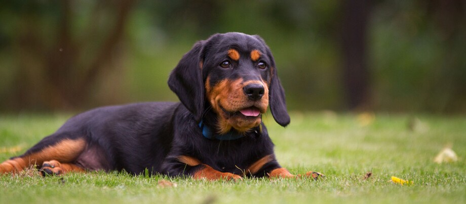 Junger schwarz-brauner Welpe liegt entspannt auf grünem Gras im Freien mit blauem Halsband.