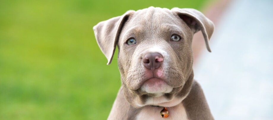 Portrait eines American Bully Welpen Nahaufnahme eines jungen braun-weißen Welpen mit blauen Augen und einer Glocke am Halsband im Garten