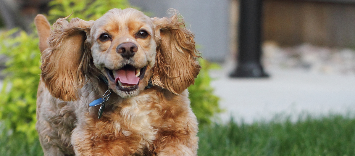 American Cocker Spaniel rennt mit fliegenden Ohren