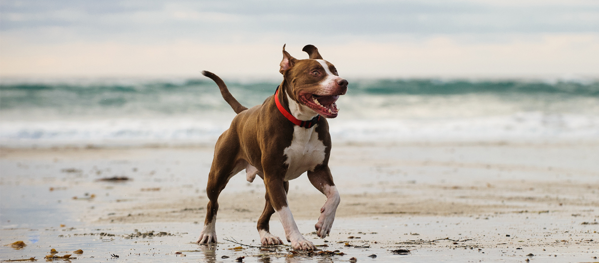 American Pitbull Terrier läuft am Strand