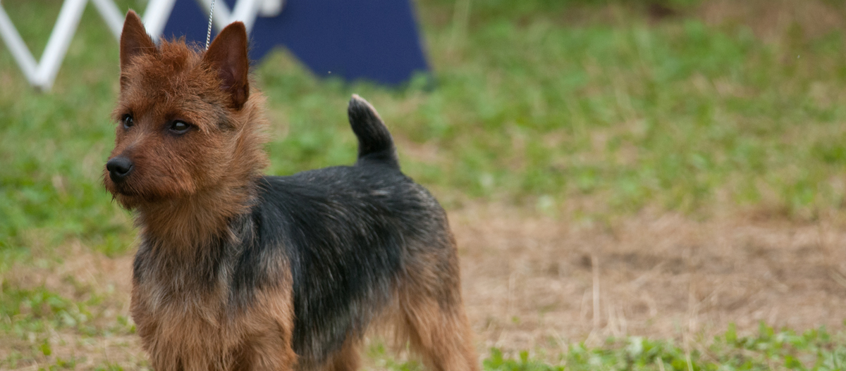 Kleiner Australian Terrier mit drahtigem Fell steht aufmerksam auf Gras bei einer Hundeshow im Freien