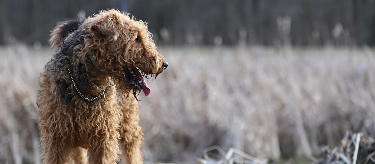 Barbet steht auf einem Feld und blickt zurück