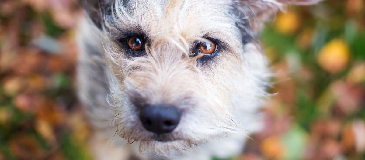 Berger de Picardie schaut nach oben in die Kamera Nahaufnahme eines Hundes mit braunen Augen und zotteligem Fell vor herbstlichem Hintergrund