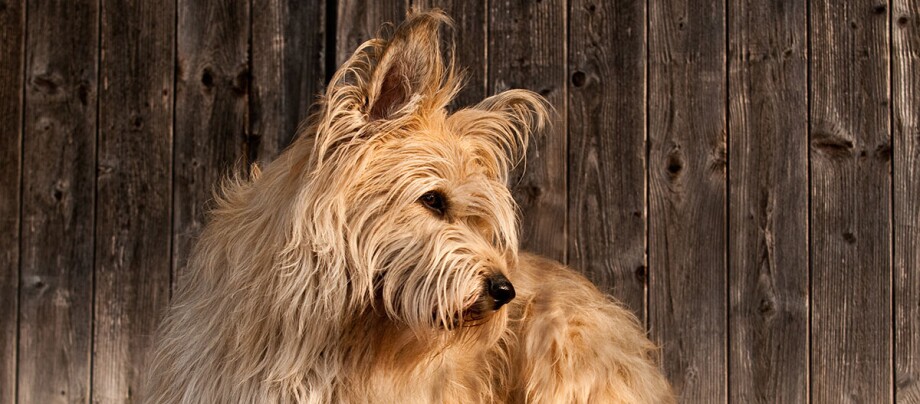Berger de Picardie vor Holzwand Flauschiger hellbrauner Hund mit zotteligem Fell vor rustikalem Holzhintergrund
