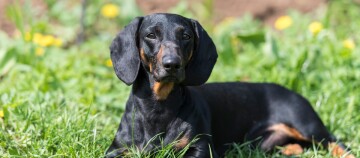 Schwarzer und brauner Dackel liegt auf grünem Gras mit gelben Blumen im Hintergrund