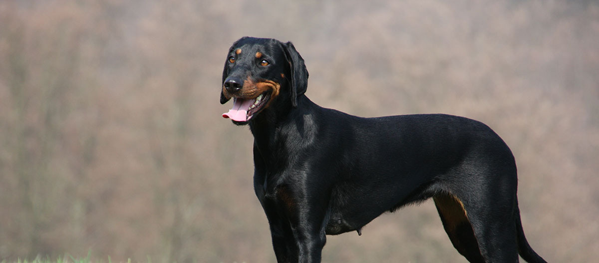 Brandlbracke steht auf einem Feld