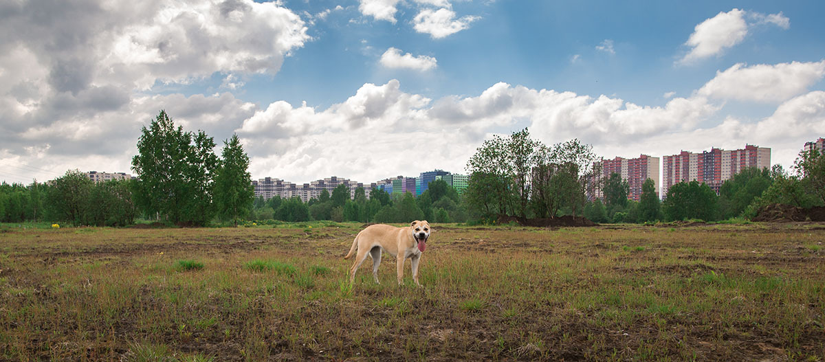 Ca de Bou steht auf Feld und schaut herüber Ein brauner Hund steht auf einer offenen Wiese mit Bäumen und Hochhäusern im Hintergrund unter einem bewölkten Himmel.
