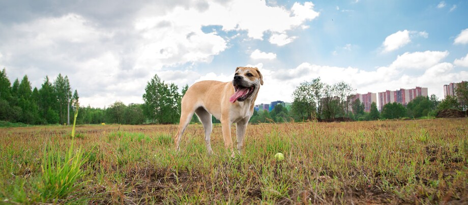 Ca de Bou steht mit herausgestreckter Zunge auf einem Feld Glücklicher braun-weißer Hund steht auf einer Wiese mit Tennisball, städtische Wohngebäude im Hintergrund, sonniger Tag mit Wolken