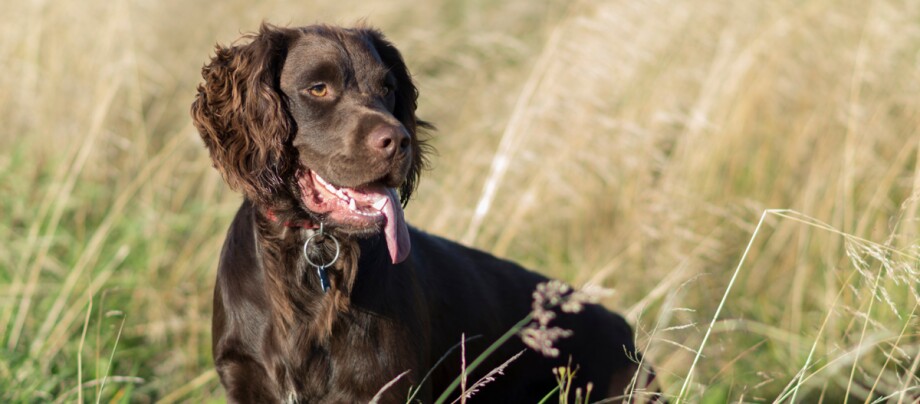 Deutsch Langhaar sitzt in einem Feld Brauner Hund mit langem Fell sitzt im trockenen Grasfeld bei Sonnenlicht