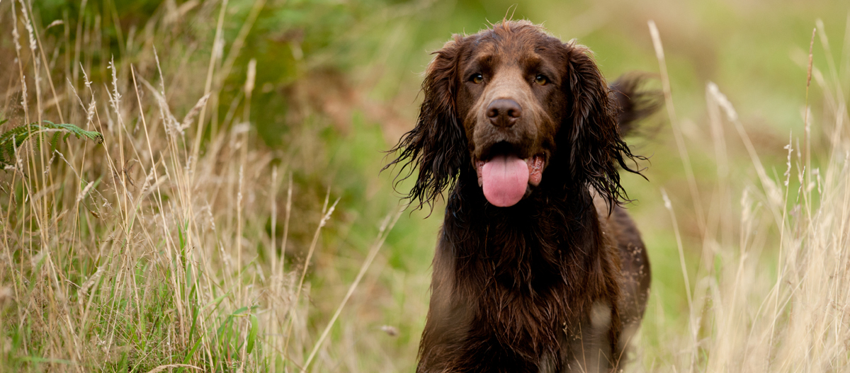 Deutsch Langhaar läuft zwischen hohem Gras Deutsch Langhaar läuft zwischen hohem Gras