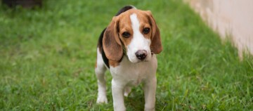 Junger Beagle-Hund mit dreifarbigem Fell steht auf grünem Gras und schaut aufmerksam.