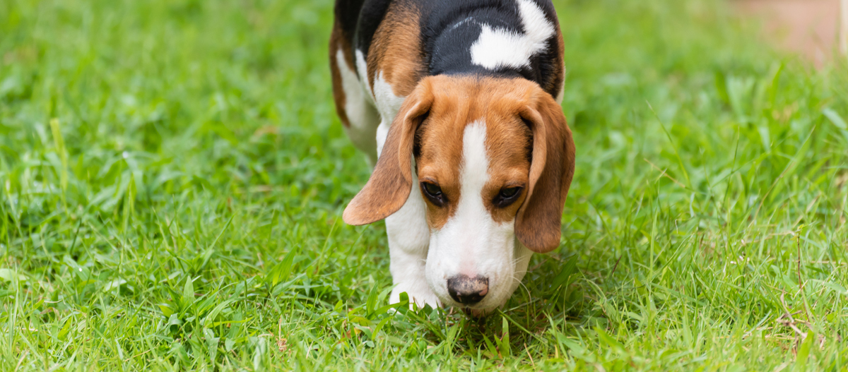 Deutsche Bracke folgt einer Fährte Deutsche Bracke folgt einer Fährte