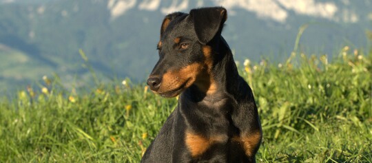 Deutscher Jagdterrier sitzt auf einer Alpenwiese