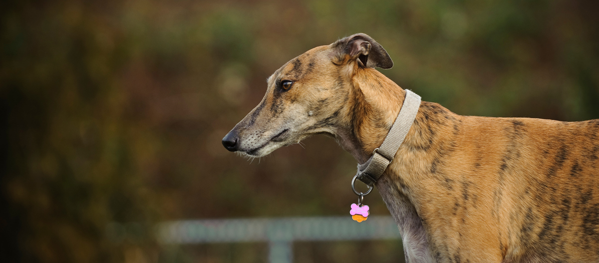 Seitenansicht eines schlanken Windhundes mit gestrommtem Fell und hellem Halsband im Freien