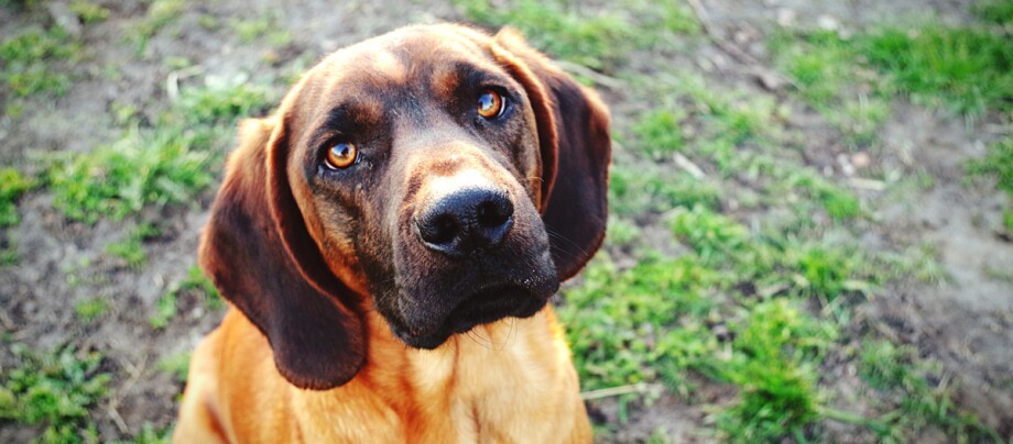 Nahaufnahme eines braunen Hundes mit ausdrucksstarken bernsteinfarbenen Augen im Freien auf Gras und Erde