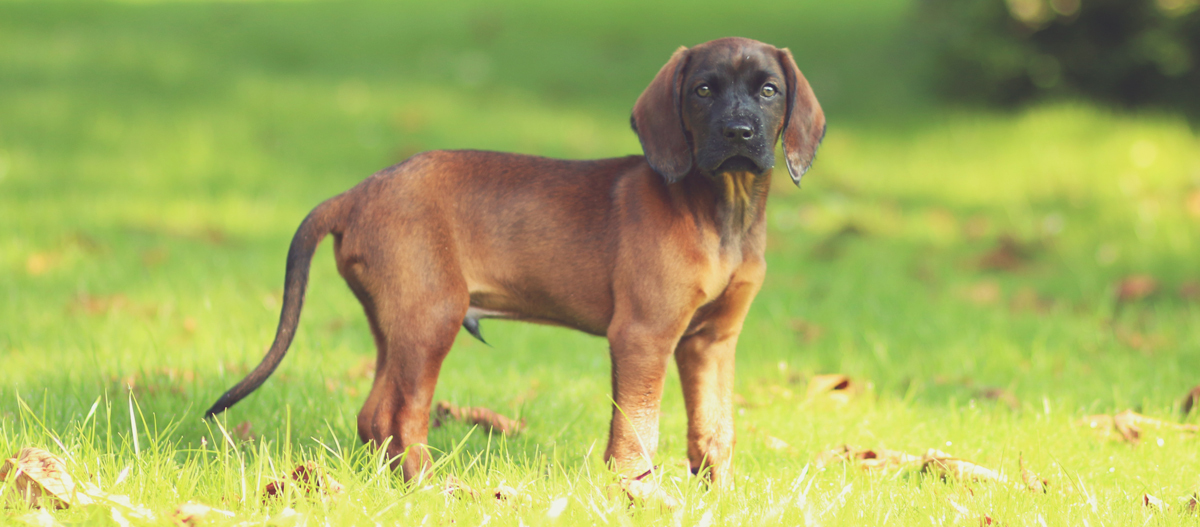 Niedlicher brauner Welpe mit dunklem Gesicht steht auf grünem Gras im Freien an einem sonnigen Tag