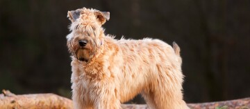Flauschiger, hellbrauner Soft-Coated Wheaten Terrier steht draußen auf einem Baumstamm mit dichtem, welligem Fell und markantem Bart.