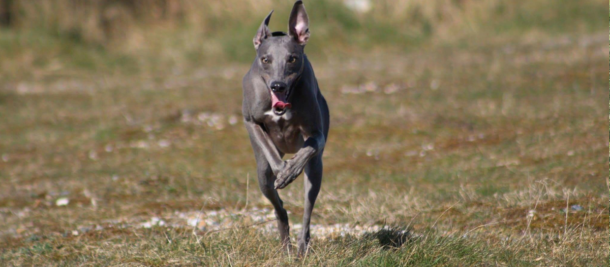Italienisches Windspiel rennt über eine Wiese Italienisches Windspiel rennt über eine Wiese