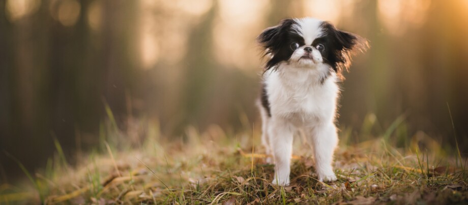 Kleiner Japanischer Chin Hund mit schwarz-weißem Fell steht auf einer grasbewachsenen Fläche bei warmem Sonnenlicht im Freien