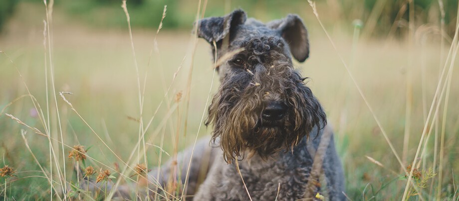 Kerry Blue Terrier liegt auf einem Feld Kerry Blue Terrier Hund liegt entspannt im hohen Gras auf einer grünen Wiese