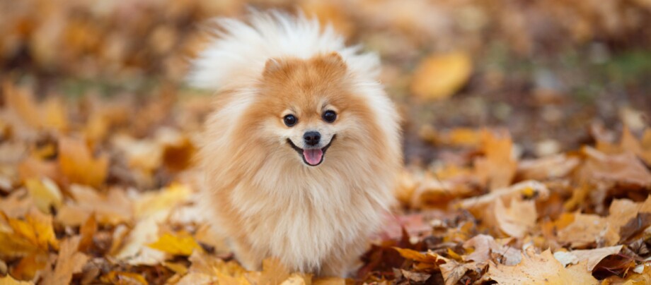 Kleiner flauschiger Pomeranian-Hund steht auf bunten Herbstblättern im Freien