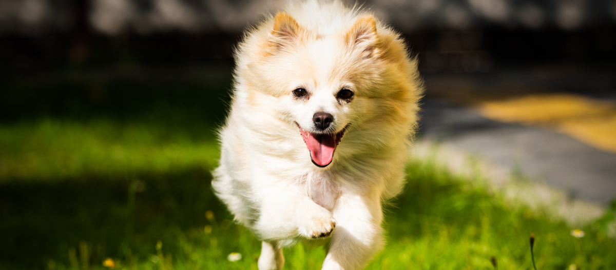 Kleiner flauschiger Hund läuft glücklich auf grünem Gras an einem sonnigen Tag