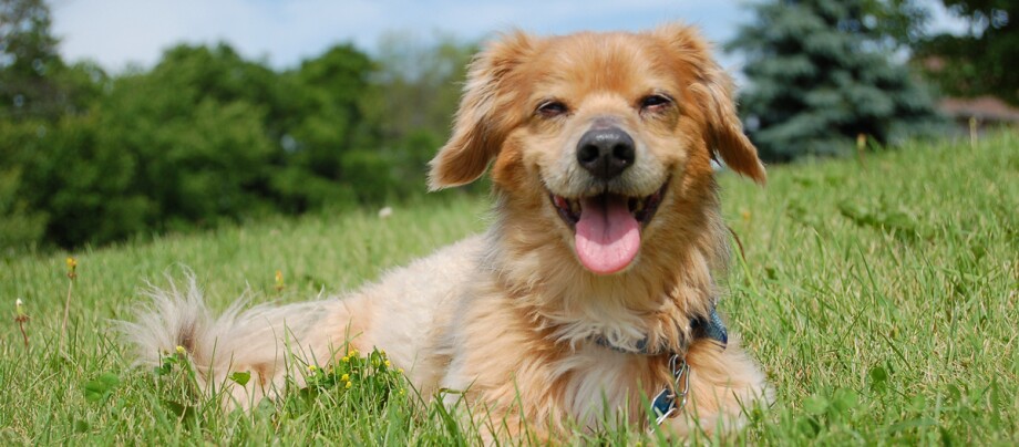 Kokoni liegt entspannt auf einer Wiese Glücklicher kleiner Hund mit braunem Fell liegt auf grünem Gras im Park