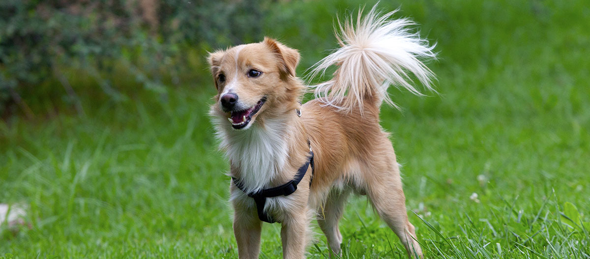 Ein Kokoni steht auf einer Wiese Kleiner braun-weißer Hund mit schwarzem Geschirr steht auf grünem Gras im Freien